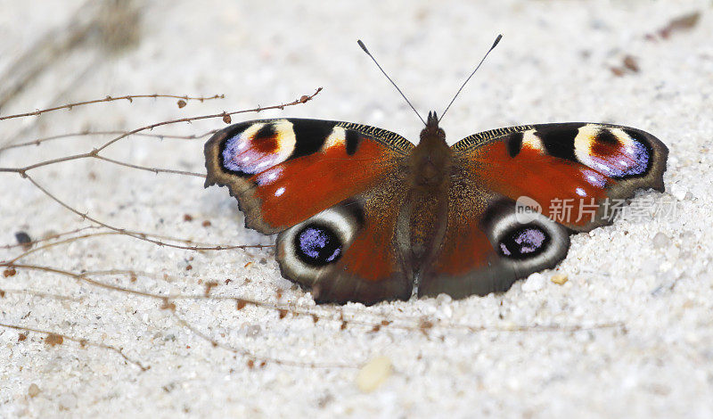 孔雀蝶(Inachis io)热身